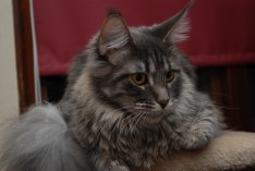 Tiana 9 månader
