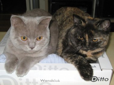 Jackie (lila hona) och Lucy (svartsköldpadd hona), brittiskt korthår. Här ca 5 månader.