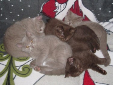 A-kullens kattungar, brittiskt korthår, lila och choklad. På bilden ca 10 veckor gamla. Alfons, Alvin, Anastasia, Amigo och Alfred