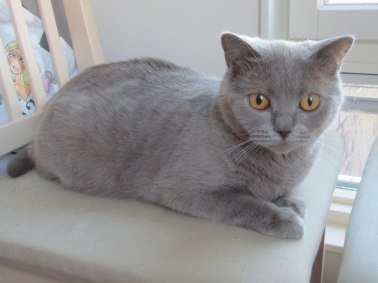 Jackie (lila hona) som är mor till A-kullen (2011) och B-kullen som föddes 7 februari 2012.