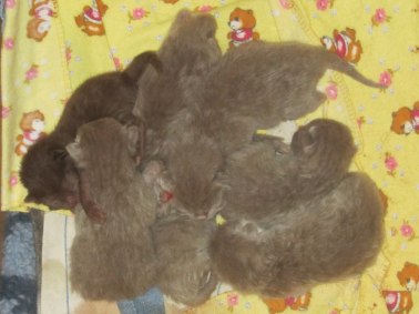 Nyfödda kattungar, brittiskt korthår, lila och choklad