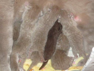Kattungar, brittiskt korthår, lila och choklad, ca 20 timmar