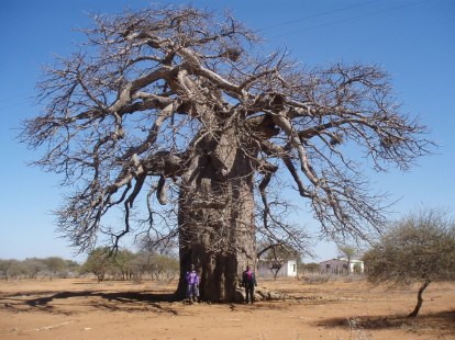 Baobabträd