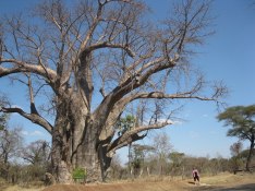 The big tree