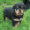 Rottweiler Humla
