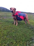 Jobbar på fjället