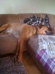 Zzzzzz