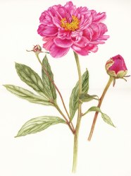 Pion