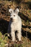 härliga hund bilder 003