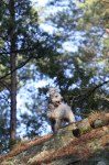 härliga hund bilder 004
