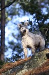härliga hund bilder 006