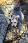 härliga hund bilder 007