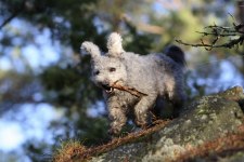 härliga hund bilder 008