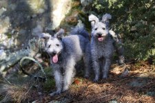 härliga hund bilder 009