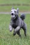 härliga hund bilder 012