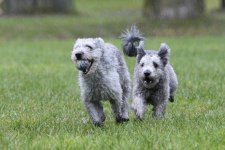 härliga hund bilder 013