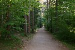 Efter en knapp kilometer springer du igenom naturreservatet Stadsskogen