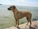 lomma hundbad 010