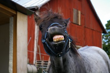 Danne