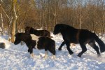 Lorry, Danne och Balder