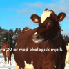Arla_Galli_1
