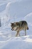 V_laponie_wolf_470_2
