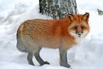 laponie_fox_422_0