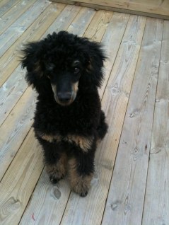 Dobby, 5 månader