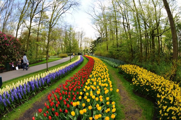 Keukenhof Lisse