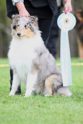 Tindra-Amyfield Glamour Girl blev BIS-2 valp på Katrineholm BK domare.Fredrik Nordgren. JÄTTE GRATTIS äger Angelica!!!