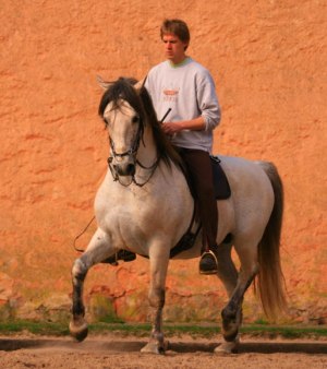Christofer i Passage på Siglavy Capriola Zetor