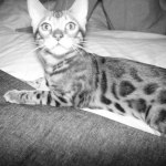 katt8