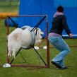 Emily & Gzon tävlade Agility vid 10 års ålder.