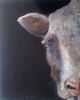 Cowface II