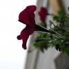 Petunia