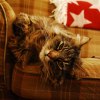 Min katt , Buster