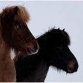 Dynur och Vidja