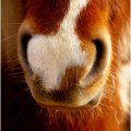 Randalins mule