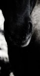 Mule