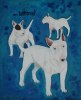 Bullterrier 100x80 2800 kr