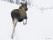 Moose