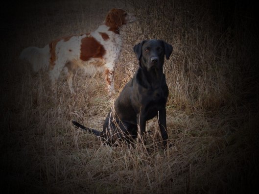 Våra hundar - Elvis och Quinlines Restless and Wild (Harry)