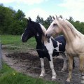 Hille och Ixion
