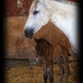 Hechicera LIX och GG Brillantina