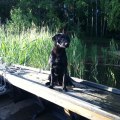Quinlines Restless and Wild "Harry" vår Labrador