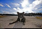 Gizmo2010-1b