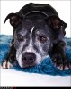 Zorro2010-6a