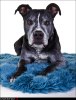 Zorro2010-5a