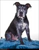 Zorro2010-3a