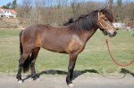 Dagrun